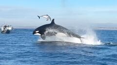 Una orca golpea a un delfín con la cabeza en una maniobra de caza frente a la costa de San Diego, California.
