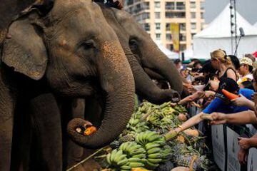 Varios elefantes comen antes del comienzo del torneo de polo con elefantes.