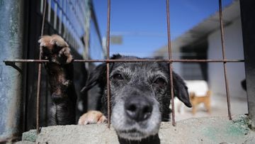 Cuánto tiempo puedo dejar a mi perro solo en casa? Esto dice la nueva Ley  animal