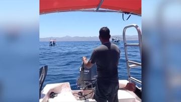 El impactante ataque de una orca a un delfín que captó un videoficionado
