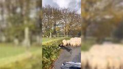 El perrito que se volvió viral en internet cuidando ovejas