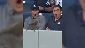 A squirrel made its way into the Yankees vs Orioles game on Tuesday and the look of shock on the Yankees fans faces as it scampers by them is priceless.