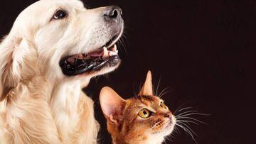 Coronavirus USA: &iquest;Los perros y los gatos pueden contagiarse de coronavirus?