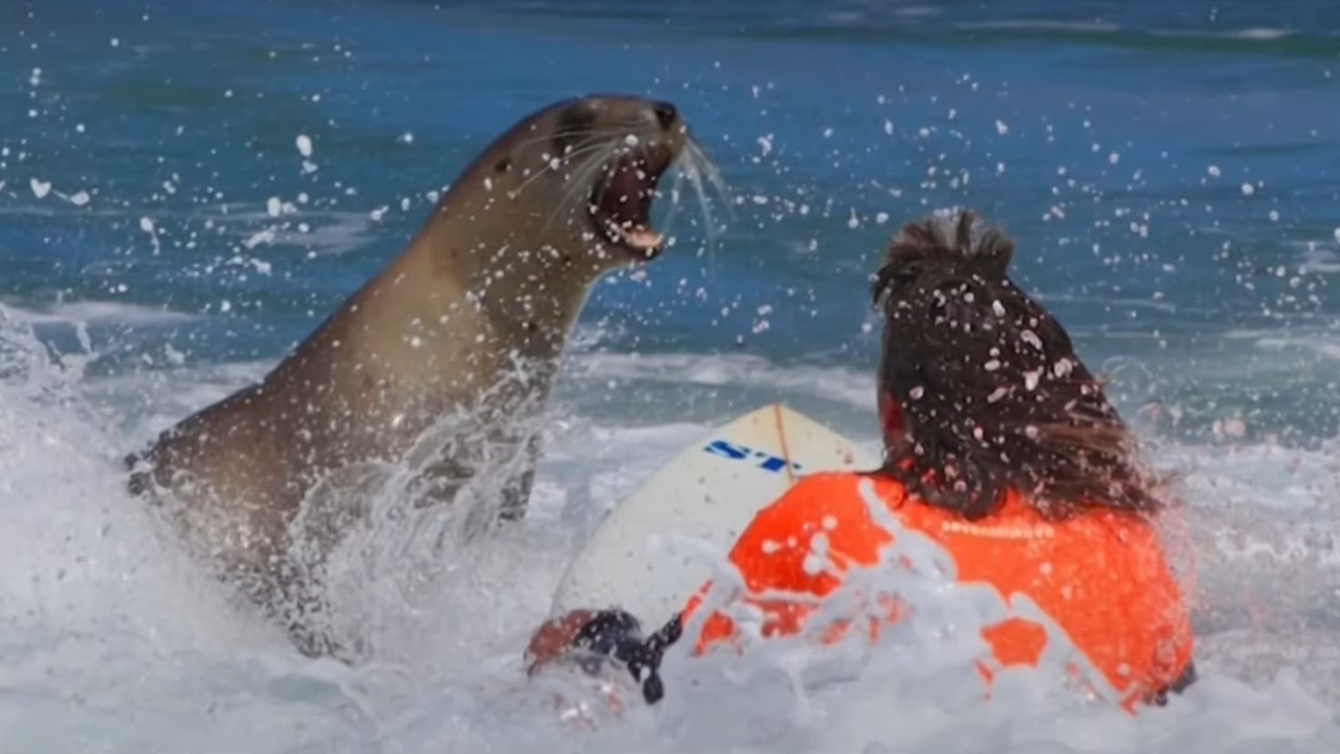 Sea lions compete in surprise competition at New Zealand's longest surfing event