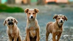 Día Internacional del Perro Callejero; top de asociaciones civiles 
