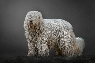 The Komondor is an ancient breed, known in its native Hungary for thousands of years. It is very distinctive for its white coat that becomes tangled in the undercoat and overcoat, forming long cords