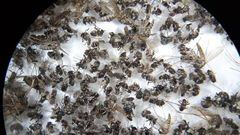 10 plagas más frecuentes en casa: cucarachas, termitas, ratones, hormigas…