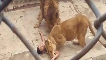Intenta suicidarse lanzándose a los leones de un zoo en Chile - Tikitakas