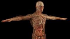 Cient&iacute;ficos descubren una nueva parte del cuerpo humano.