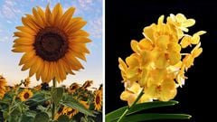 ¿Cuáles son las mejores flores amarillas para regalar el 21 de marzo?