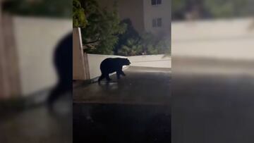 Captan a enorme oso caminando por las calles de Monterrey