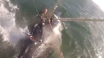 Una ballena jorobada impacta contra un rider de kite en California.