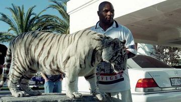 El mítico boxeador estadounidense, Mike Tyson, se ha caracterizado por vivir una vida con gustos exóticos y contó cómo fue dormir con sus tigres.