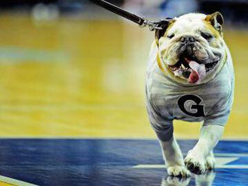 Como muchas otras universidades en Estados Unidos, el bulldog es la mascota de los Georgetown University Hoyas