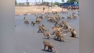 Una pelea entre dos bandas de monos invade y colapsa la ciudad: las imágenes son escalofriantes