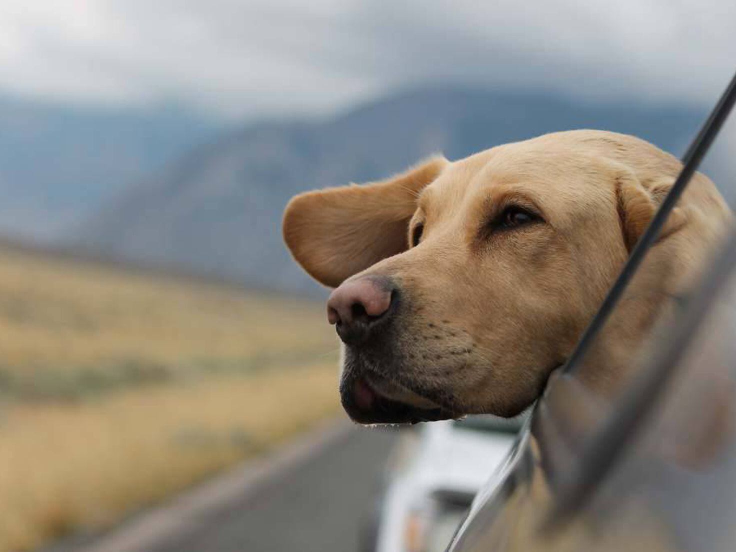 Accesorios para viajar con perros