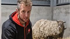 Rescatan a la oveja Fiona tras más de dos años aislada