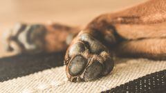 Las razas de perros polidáctilos: ¿cuáles tienen más de cinco dedos en las patas?