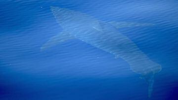 La expedici&oacute;n cient&iacute;fica Alnitak 2018 avista un ejemplar de 5 metros de tibur&oacute;n blanco cerca de Cabrera (Baleares).