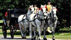 Los Windsor Grey, originarios del reinado de la reina Victoria, son los únicos caballos autorizados para portar los carruajes reales británicos.