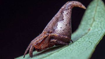 Una araña como el sombrero seleccionador de Harry Potter, en el Top 10 de nuevas especies