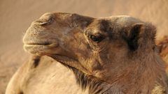 Descalifican a 43 camellos de un concurso de belleza por llevar b&oacute;tox.