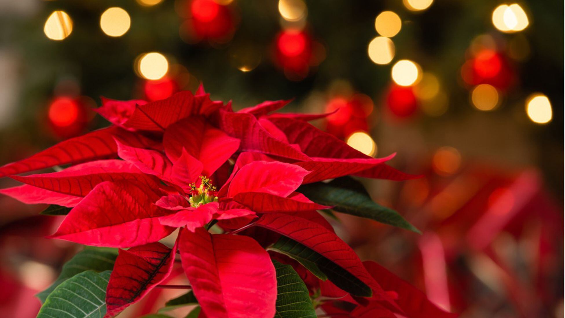 Por qué la flor de Nochebuena se asocia con la Navidad?¿Qué otras cosas  simboliza? - AS México