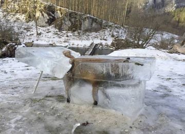 El zorro congelado a orillas del r&iacute;o Danubio