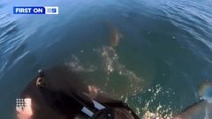La secuencia en la que un surfista logra escapar de un tiburón en Australia