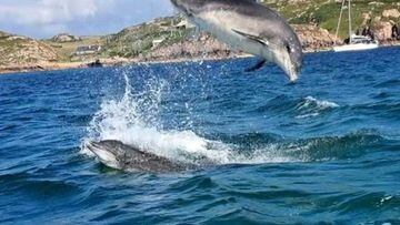 Bottlenose dolphins Iona Scotland