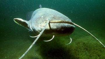 El pez de 200 kilos que pone en riesgo los ríos de España