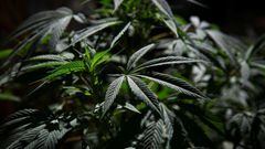 Corte declara inconstitucional portar más de 5 gramos de marihuana