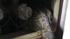 La historia de Coco, el gato superviviente del incendio de Valencia que vuelve con su familia