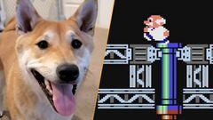 awesome games done quick 2024 perro shiba inu peanut butter gyromite nes