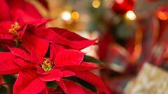 Día Nacional de la Nochebuena:  origen, significado y por qué se celebra el 8 de diciembre