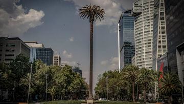 Eligen árbol que sustituirá a la Palma de Paseo de la Reforma