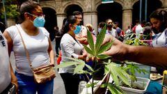 Solicita INAI a Cofepris presentar normatividad para el uso de la cannabis