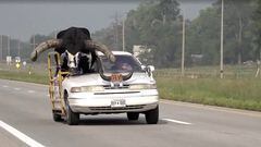 A view shows a bull riding in the passenger seat of a vehicle on a highway, in Norfolk, Nebraska, U.S., August 30, 2023, in this screen grab taken from a video.  News Channel Nebraska/Handout via REUTERS ATTENTION EDITORS - THIS IMAGE WAS PROVIDED BY A THIRD PARTY.MANDATORY CREDIT.