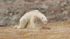 Oso polar muriendo de hambre en Baffen Islands (Canad&aacute;)