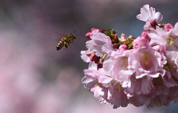 Deadly | A bee flies to a cherry blossom tree.