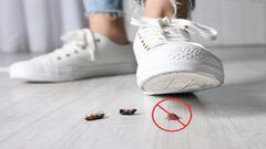 Zapato pisando cucaracha en el piso