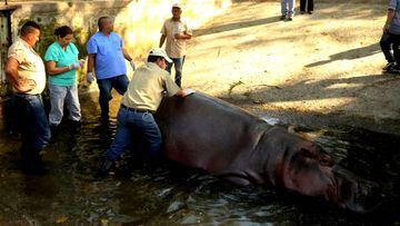 El hipop&oacute;tamo Gustavito muere en El Salvador tras recibir una paliza