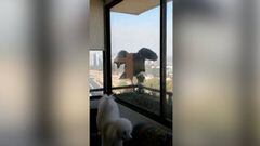 Dos cóndores en Chile intentan atacar un perro en un balcón