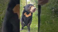 Vídeo: Así es el oso malayo “falso” del zoológico de China