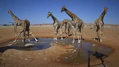 Cebras, guepardos, jirafas… La charca de Namibia con cámara ‘oculta’ que triunfa en redes
