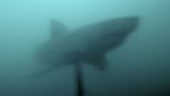 Un tibur&oacute;n blanco viene de cara hacia el buceador Johan Potgieter que practica pesca submarina. 