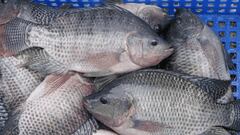 Estos son los tres pescados menos recomendables para comprar en el supermercado: hablan los expertos