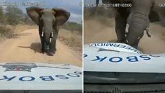 El brutal ataque de un elefante a un carro
