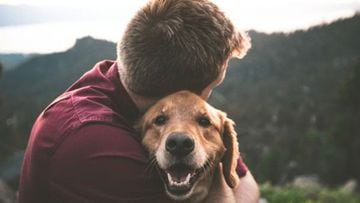 Por qué se dice que el perro es el mejor amigo del hombre? - Tikitakas