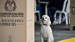 A dog sits at a polling station during the elections for governors, regional lawmakers and mayors, in Bogota, Colombia October 29, 2023. REUTERS/Vannesa Jimenez